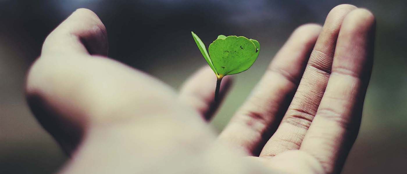 Close-up of a hand holding a small green plant seedling.